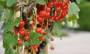 Reife rote Johannisbeeren hängen an einem Strauch. Die kleinen, glänzenden Beeren sind bereit zur Ernte.