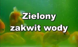 Złote rybki pływają w akwarium, gdzie woda jest zielona z powodu zakwitu.