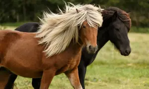 Dwa konie islandzkie, jeden rudy z blond grzywą, drugi czarny, biegną przez zieloną łąkę.