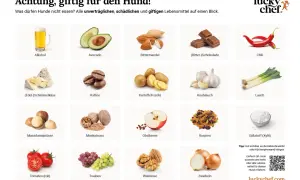 Hund & Gewürze: Die grüne Liste & rote Warnung für Ihr Tier