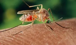 Mosquito succionando sangre, dejando una picadura morada.