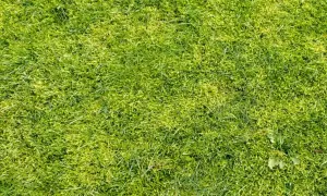 Gęsta, zielona trawa z widocznymi fragmentami mchu. Idealna do stworzenia naturalnego, biocalnego krajobrazu.
