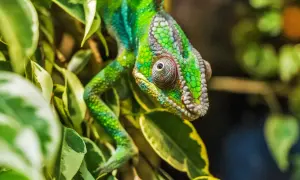 Zielony kameleon wśród liści. Zastanawiasz się, ile kosztuje kameleon? Ten okaz wygląda na bardzo cennego.