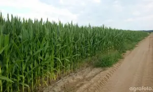 Kukurydza Hulk: Jakie gleby? Maksymalny plon na słabych i średnich.
