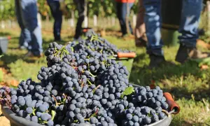 Zbiory winogron na potrzeby produkcji pysznych włoskich win. W tle widać ludzi zbierających owoce.