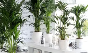 Kilka okazałych palm doniczkowych tworzy tropikalny zakątek w nowoczesnym wnętrzu.