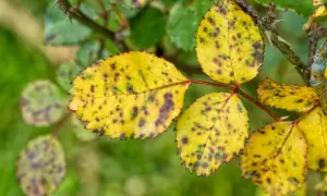 Braune Flecken an Rosenblättern erkennen und richtig reagieren