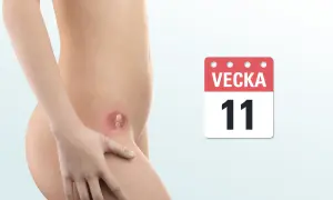Graviditet vecka 11. En illustration visar en bebis i magen, med en kalender som visar "Vecka 11".