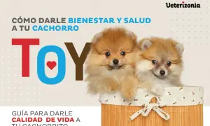 Dos adorables cachorros Pomerania en una cesta. Guía para darle bienestar y salud a tu cachorro, con información sobre cachorros semana a semana.