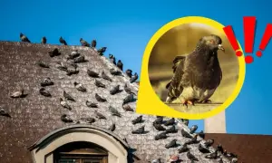 Skuteczne sposoby na odstraszenie gołębi z dachu bez problemów