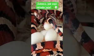 Jak węże składają jaja - zaskakujące fakty o ich rozmnażaniu