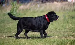 Czarny labrador z czerwoną obrożą, który ma widoczną nadwagę u psa, spaceruje po trawie.