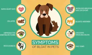 Symptoms of bloat in dogs include rapid heart rate, collapse, vomiting, restlessness, increased breathing, bloated abdomen, excessive drooling, and pale gums.