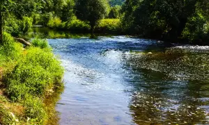 Grüner Uferbewuchs und Bäume säumen einen plätschernden Bach. Die Sonne spiegelt sich im Wasser, ideal zum Angeln am Bach.