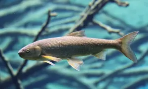Ein nasen fisch schwimmt im klaren Wasser, seine Schuppen glänzen.