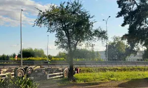 Puste naczepy stoją przy drodze. W tle drzewo, o ile można skrócić drzewo bez zezwolenia, i budynek.