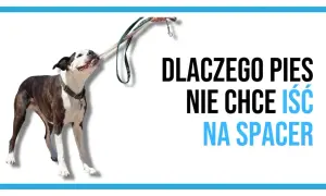 Dlaczego szczeniak nie chce chodzić na spacery? Oto możliwe przyczyny