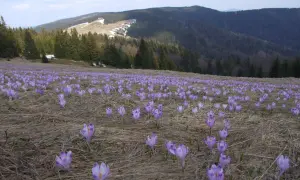 Fioletowe krokusy w Beskidach tworzą barwny dywan na tle górskiego krajobrazu.