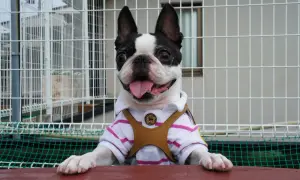 Uroczy boston terrier w koszulce, gotowy do adopcji. Sprawdź boston terrier cena i znajdź swojego nowego przyjaciela!