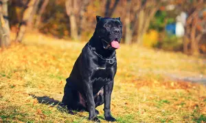 Czarny pies rasy Cane Corso siedzi na trawie w jesiennym parku. Ile żyje taki pies? Średnio 10-12 lat.