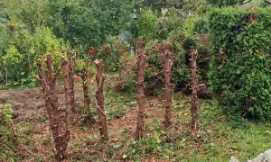 Stümpfe einer kaputten Hecke im Sommer entfernen. Der Garten ist voller Grün, aber diese kahlen Stämme warten auf ihre Entfernung.