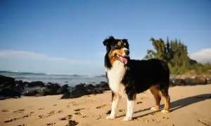 Ein Australian Shepherd Black Bi steht am Strand, die Zunge heraushängend, mit dem Meer und Bäumen im Hintergrund.