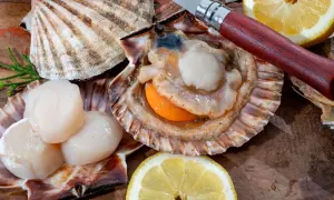 Des coquilles Saint-Jacques fraîches, prêtes à être dégustées, avec un couteau et des quartiers de citron sur un fond en bois.