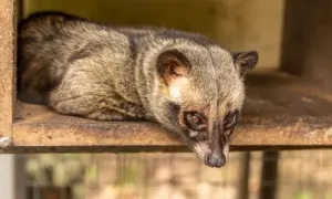 Kawa luwak jak powstaje - nieznane fakty o jej produkcji i pochodzeniu