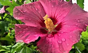 Eine pinke Hibiskusblüte mit Wassertropfen. Vorsicht: Hibiskus giftig für Haustiere.