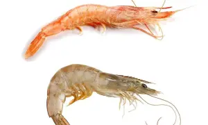 Dos crustáceos, uno rosado y otro blanquecino, muestran la diferencia entre gamba y langostino.