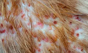 Haut eines Hundes mit entzündeten Haarfollikeln, geröteten Stellen und Krusten.