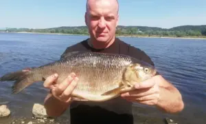Mężczyzna trzyma największą płotkę na świecie, złowioną nad spokojną rzeką w słoneczny dzień.