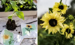 Från frö till blomma: en solrosplanta växer till sig bredvid fröpåsar, och en bi besöker en fullvuxen solros. Att odla solrosor är en glädje.
