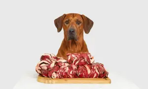 Rhodesian Ridgeback blickt auf einen Berg rohen Fleisches. Ist Barfen gesund? Ja, für diesen Hund sieht es so aus!