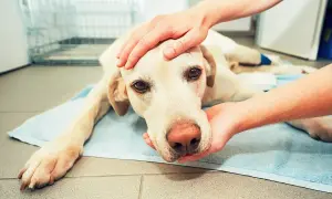 Ein Hund mit traurigen Augen liegt auf einer Decke. Seine Augen scheinen die Sorge nach einem Schlaganfall widerzuspiegeln.