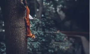 En röd ekorre klättrar nerför ett träd, nästan som en mytisk varelse i den dunkla skogen.