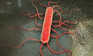 Bakteria Listeria monocytogenes, przyczyna listeriozy, z licznymi wiciami.