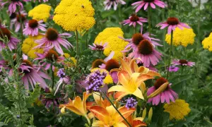 Bunte Blütenpracht im Juli: Purpur-Sonnenhut, gelbe Schafgarbe und Taglilien. Perfekt, welche Blumen im Juli pflanzen!