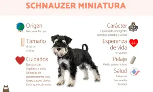 Schnauzer miniatura: carácter equilibrado, inteligente y cariñoso. Un perro activo y sociable.