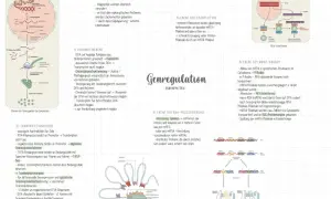 Genregulation bei Eukaryoten: Von der Chromatin- bis zur Translationsebene, inklusive RNA-Prozessierung und Abbau.
