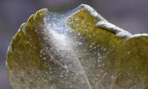 Feine Spinnweben auf einem Blatt, ein Zeichen für Spinnmilben. Hausmittel können hier helfen.