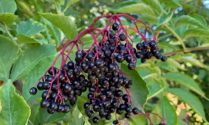 Dunkle, glänzende Holunderbeeren hängen an roten Stielen. Vorsicht: Holunderbeeren giftig, roh nicht verzehren!