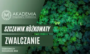 Koniczynka chwast: jak ją zwalczyć i wykorzystać w ogrodzie