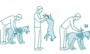 Pasos para saber qué hacer cuando un perro se atraganta: presionar abdomen, invertir y dar golpes en la espalda.