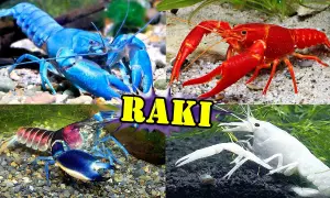 Jakie raki do akwarium z rybkami wybrać, by uniknąć problemów?