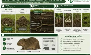 Nieregularne kopce i płytkie tunele to ślady karczownika. Zwierzę podgryza korzenie, cebule i bulwy, powodując więdnięcie roślin.