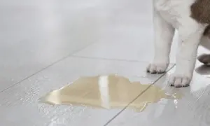 Ein Hund leckt Urin anderer Hunde auf dem Boden.