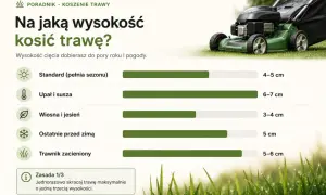 Poradnik koszenia trawy: jak dobrać wysokość cięcia do pogody i pory roku. Zielona kosiarka na tle trawnika.
