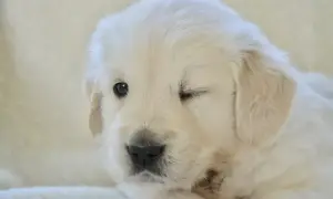Uroczy szczeniak golden retriever mruga jednym okiem, jakby właśnie odkrywał świat, kiedy szczeniaki otwierają oczy.