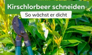Gartenschere im Einsatz für das Kirschlorbeer schneiden. So wächst er dicht und üppig.